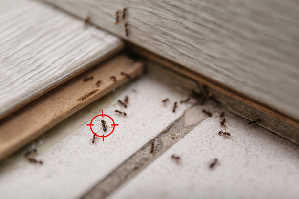 Best Flea Control Services  in Conway, AR