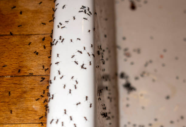 Pest Control Cost in Conway, AR