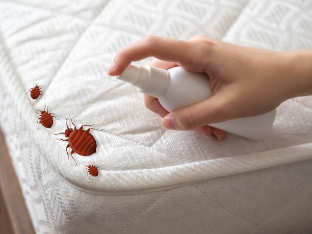 Wasp Removal Services in Conway, AR