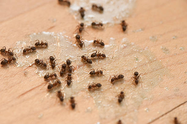 Best Best Pest Control Near Me  in Conway, AR