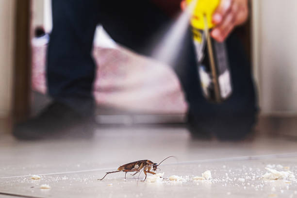 Trusted Conway, AR Pest Control Experts